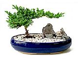 Shogun Juniper